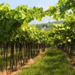 Tutela paesaggio veneto